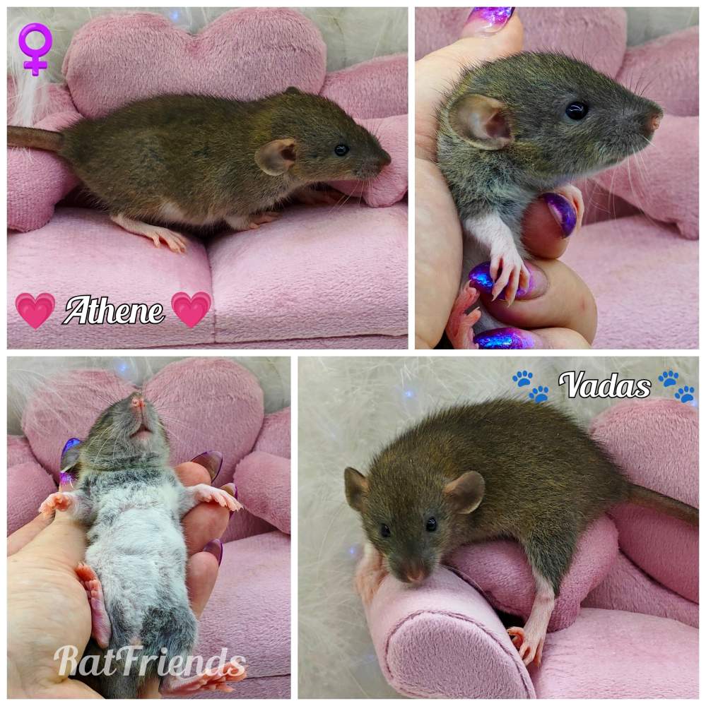 Fancy rat Rehomed Rattus norvegicus 