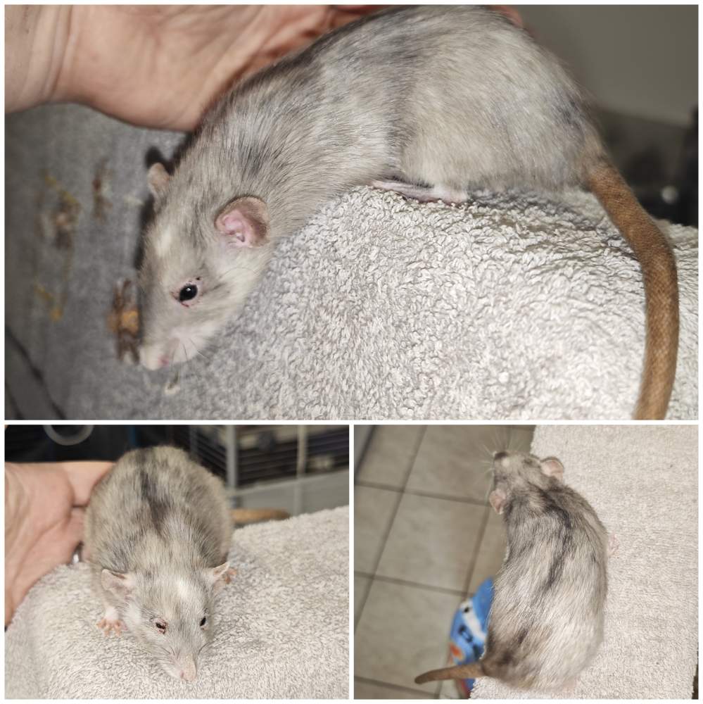 Fancy rat Breeder Rattus norvegicus 