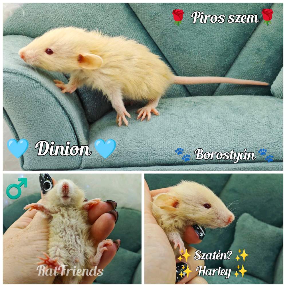 Fancy rat Breeder Rattus norvegicus 