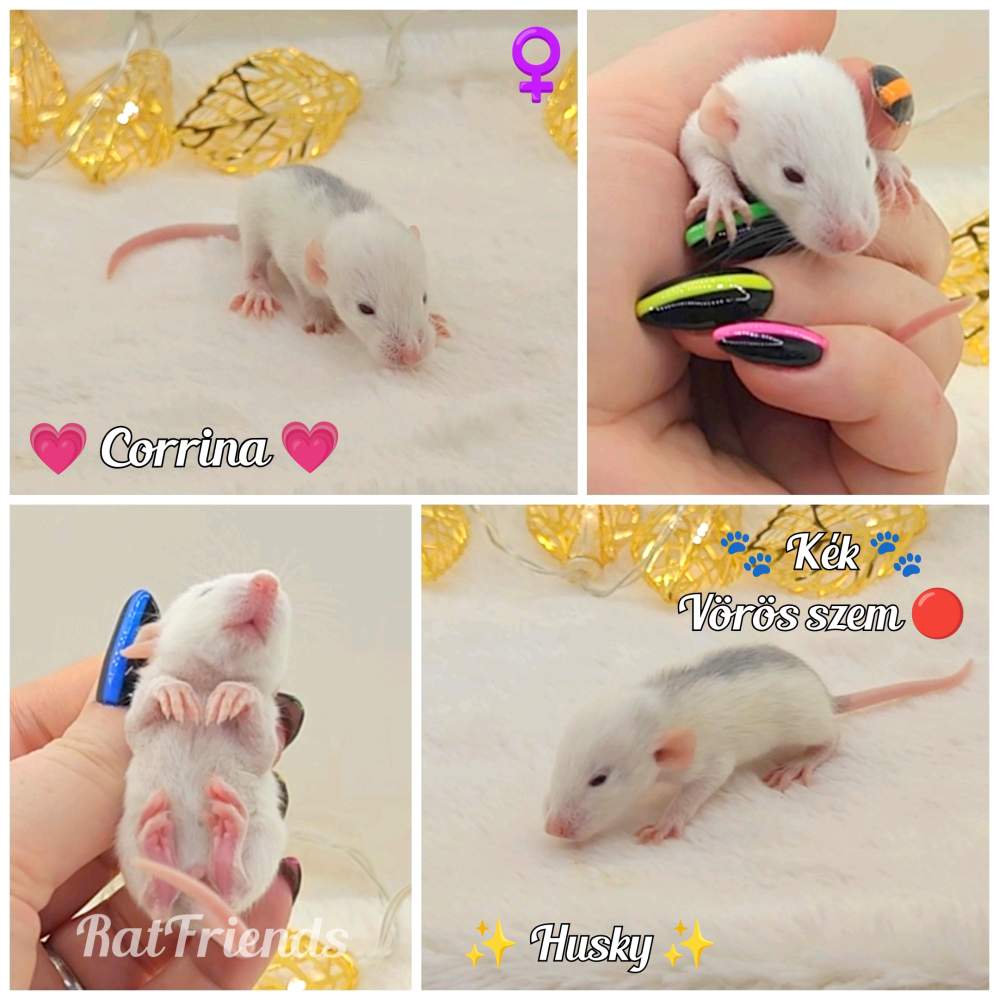 Fancy rat Owned by other Rattus norvegicus 