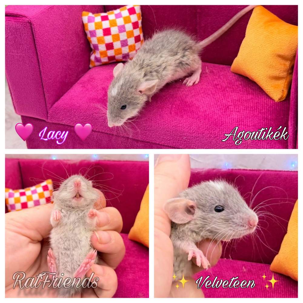 Fancy rat Breeder Rattus norvegicus 