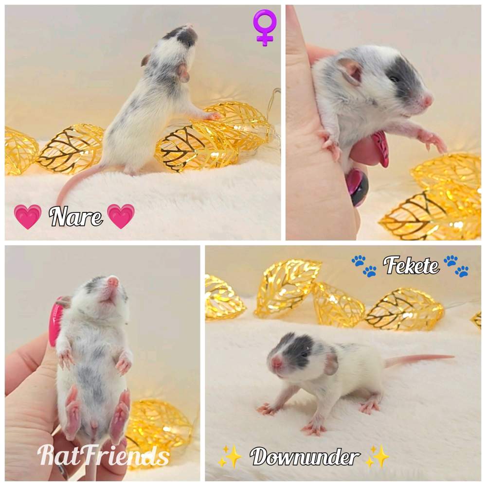 Fancy rat Owned by other Rattus norvegicus 