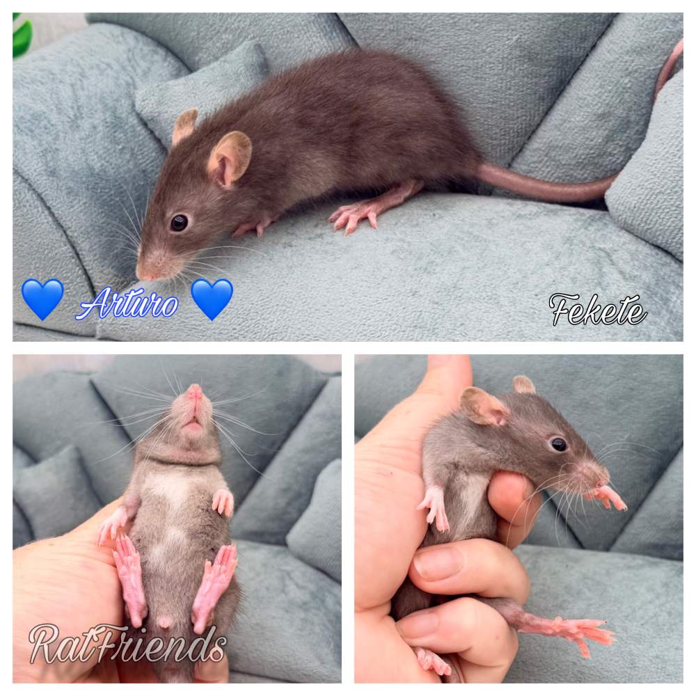 Fancy rat Available for rehoming Rattus norvegicus 