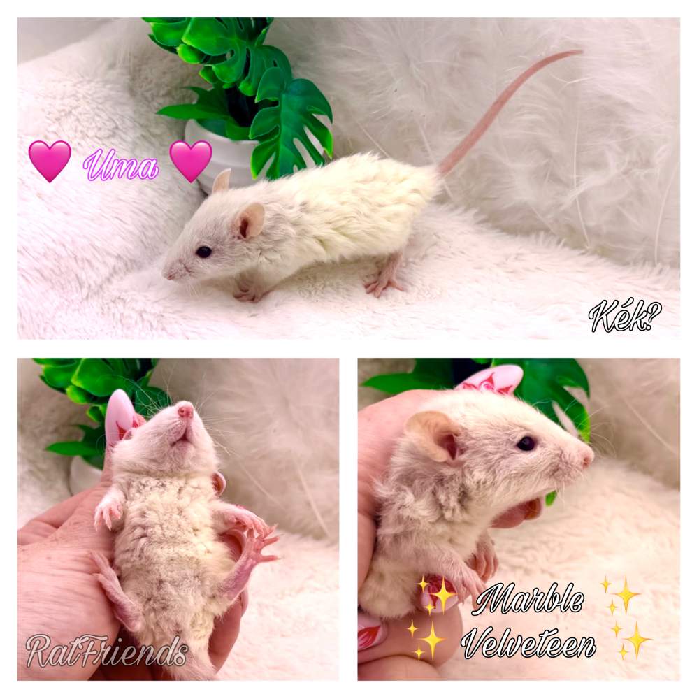 Fancy rat Breeder Rattus norvegicus 