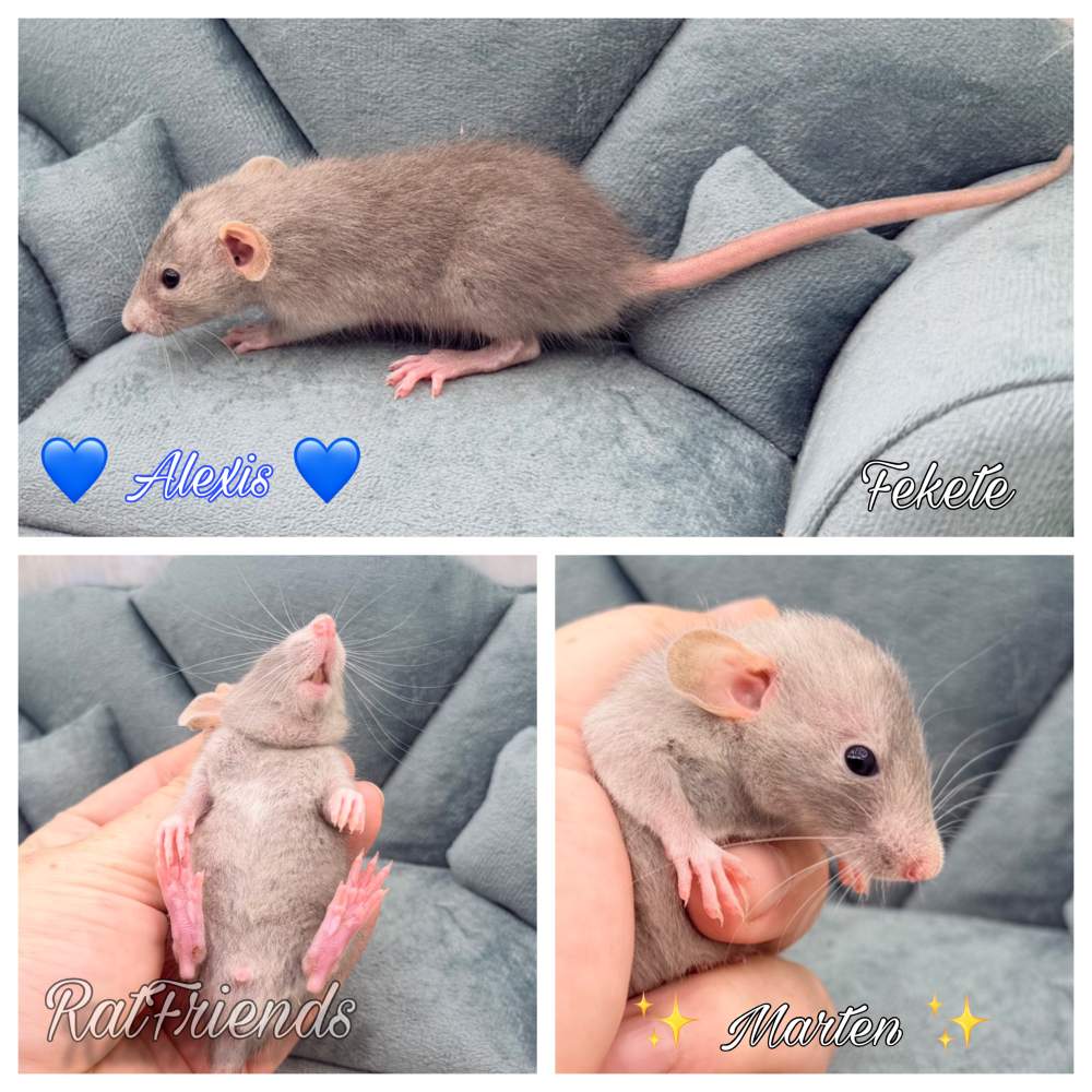 Fancy rat Available for rehoming Rattus norvegicus 