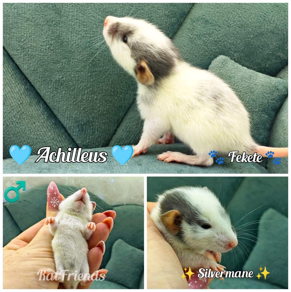 Fancy rat Available for rehoming Rattus norvegicus 