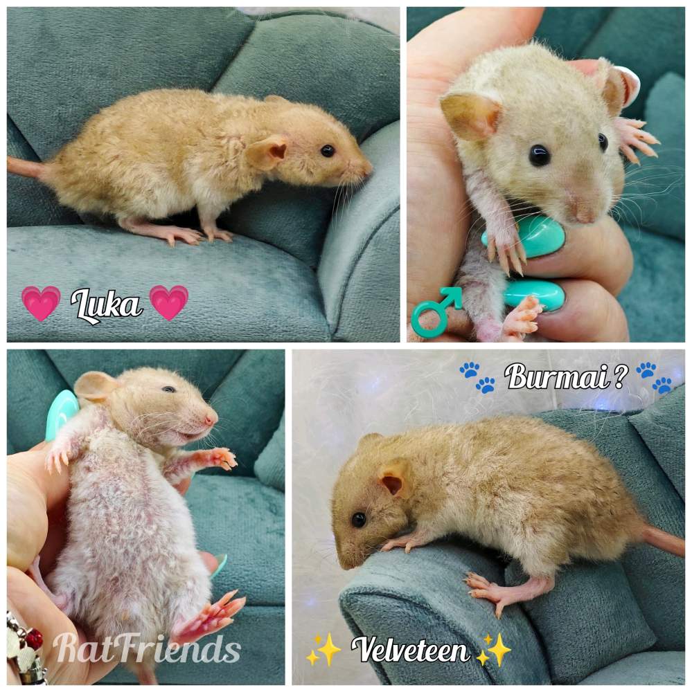 Fancy rat Owned by other Rattus norvegicus 