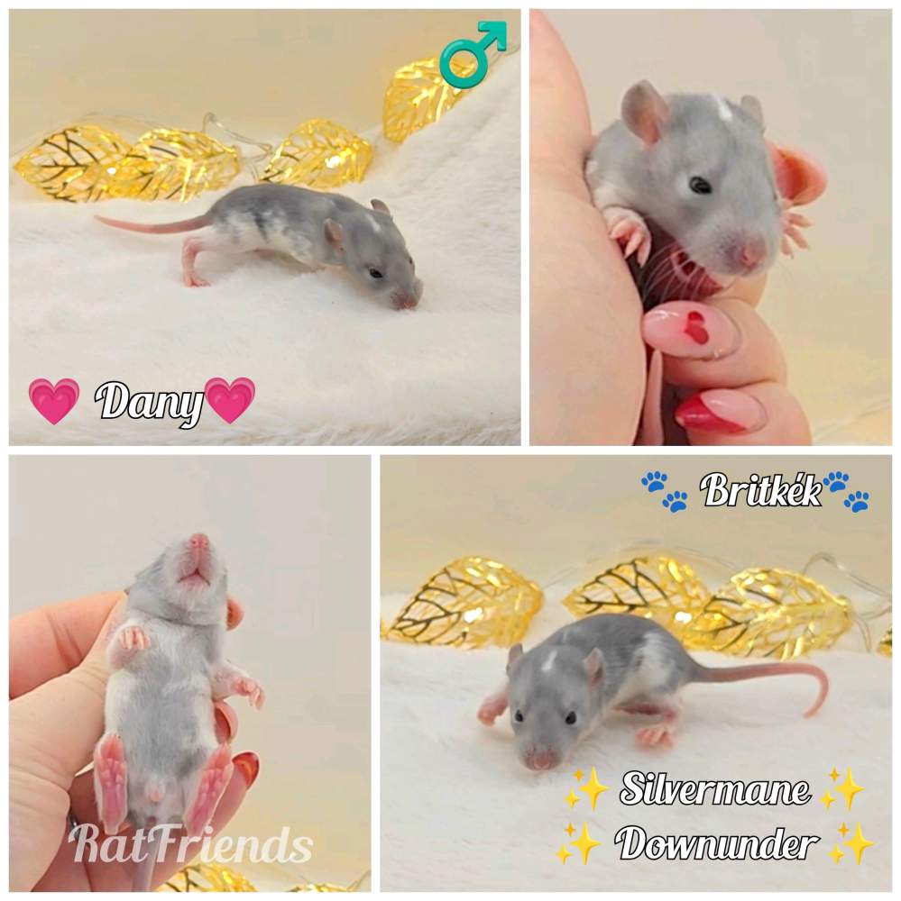 Fancy rat Owned by other Rattus norvegicus 