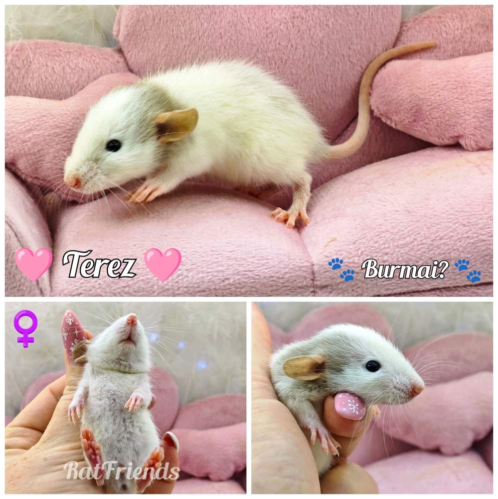 Fancy rat Available for rehoming Rattus norvegicus 