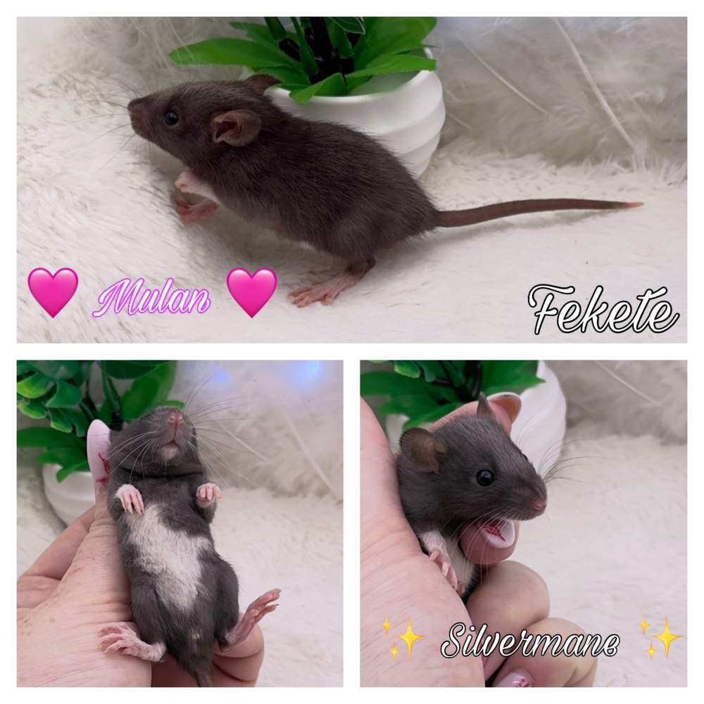 Fancy rat Available for rehoming Rattus norvegicus 