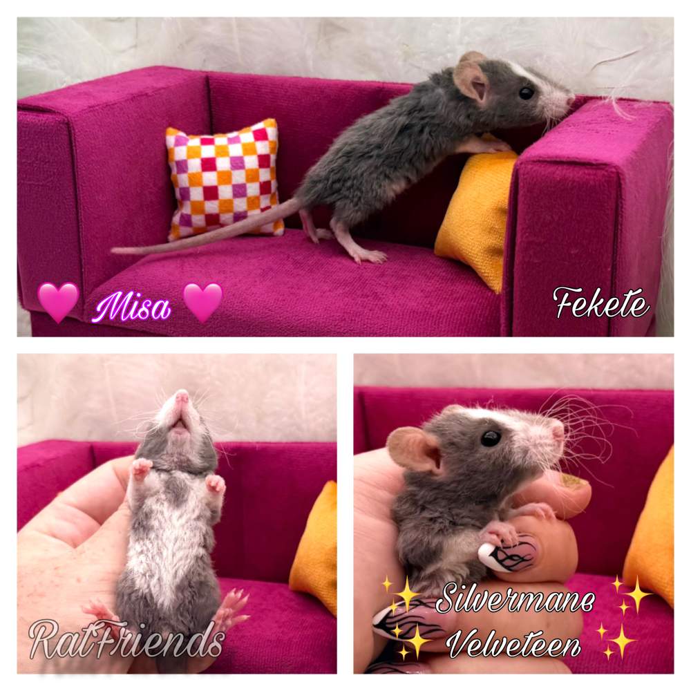 Fancy rat Available for rehoming Rattus norvegicus 