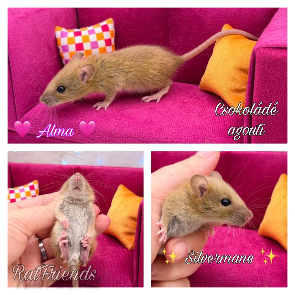 Fancy rat Available for rehoming Rattus norvegicus 