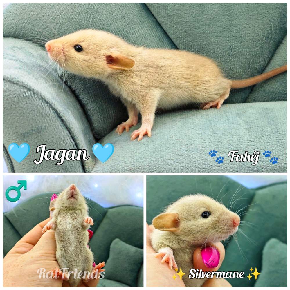 Fancy rat Available for rehoming Rattus norvegicus 