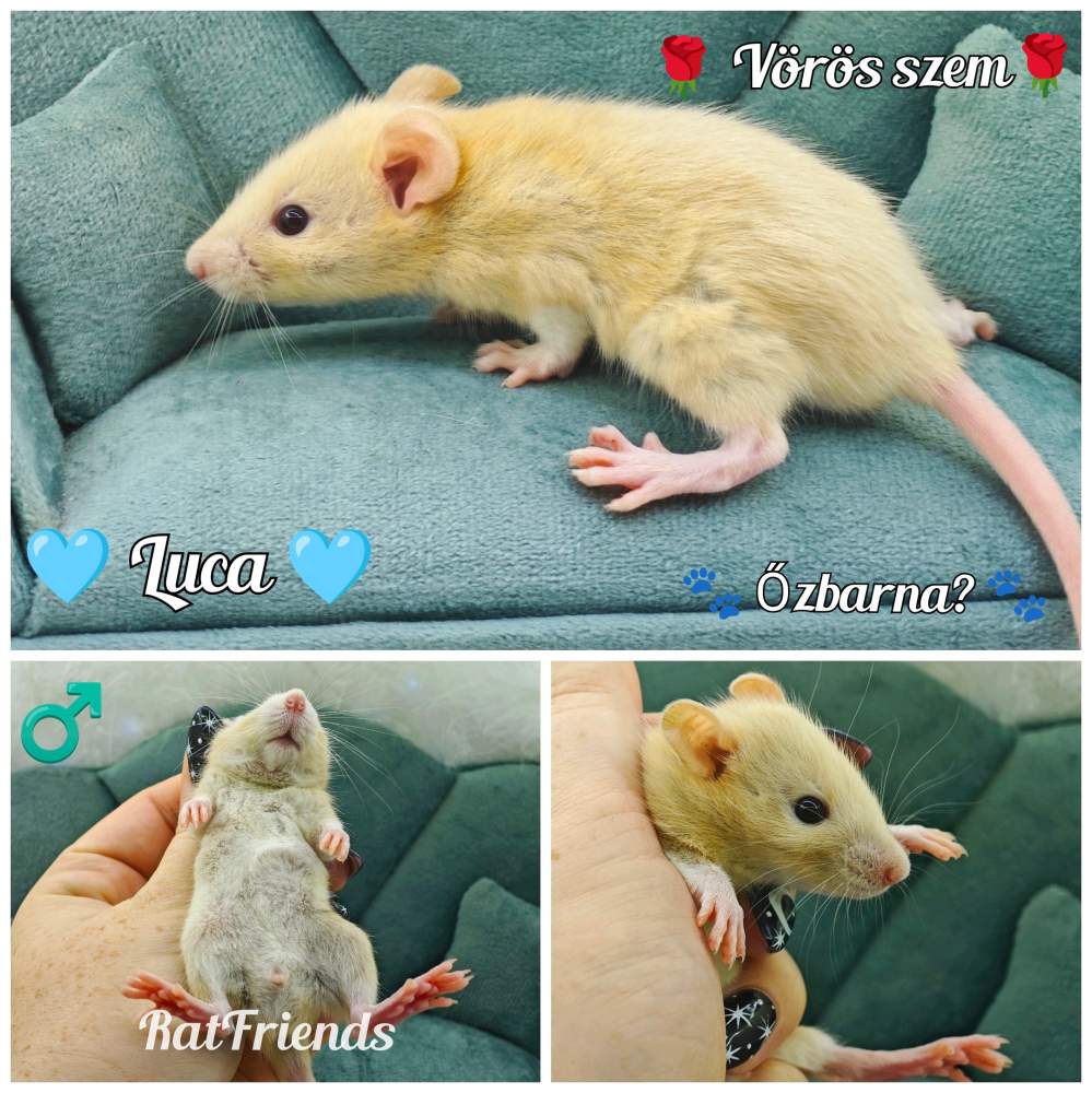 Fancy rat Breeder Rattus norvegicus 