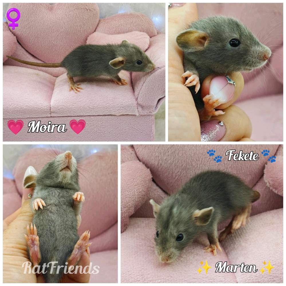 Fancy rat Available for rehoming Rattus norvegicus 
