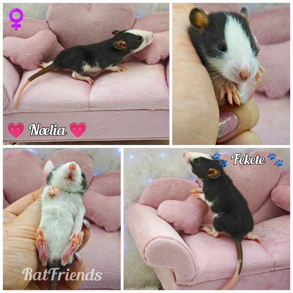 Fancy rat Breeder Rattus norvegicus 