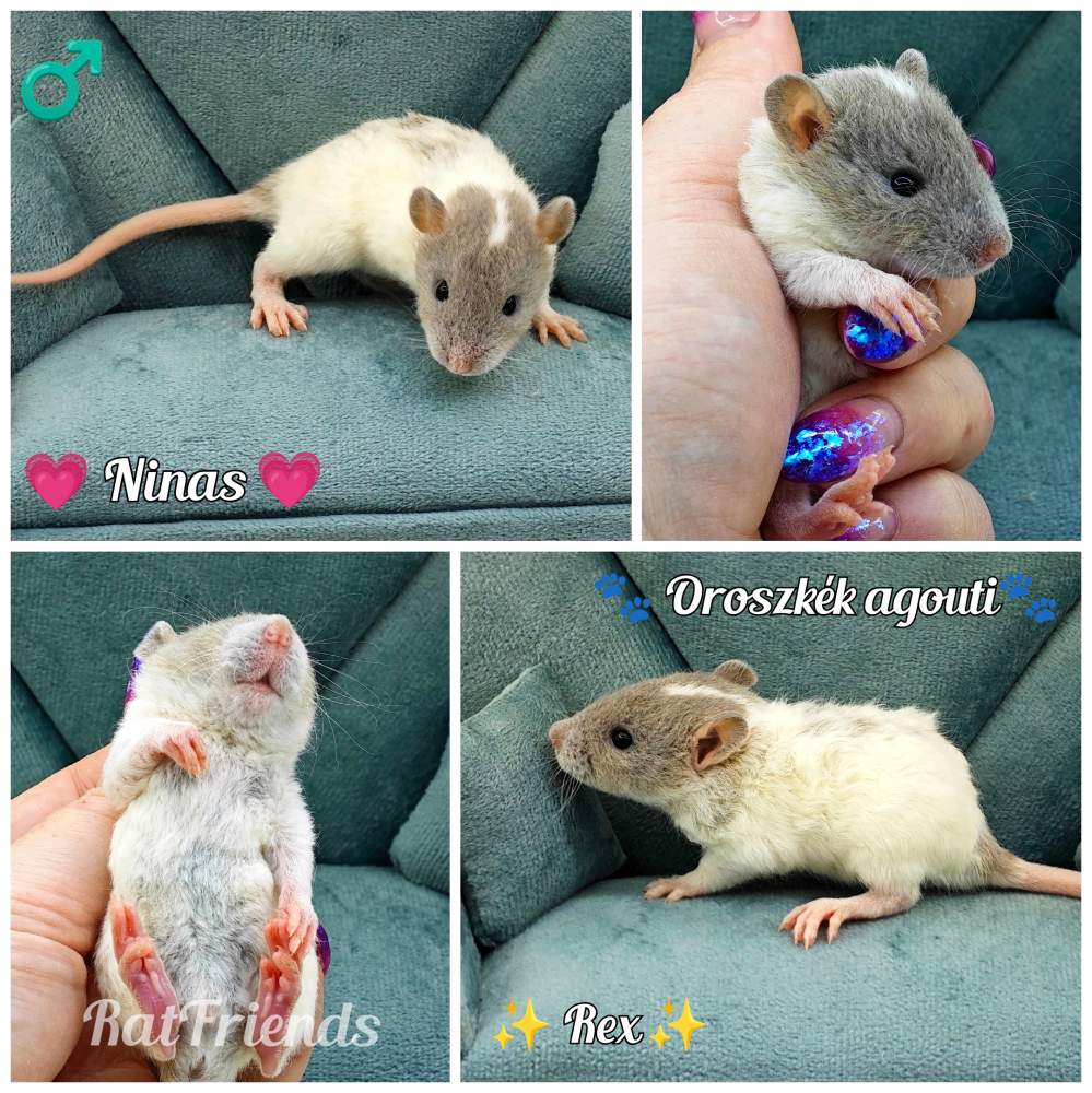 Fancy rat Owned by other Rattus norvegicus 
