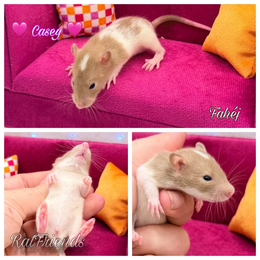 Fancy rat Available for rehoming Rattus norvegicus 