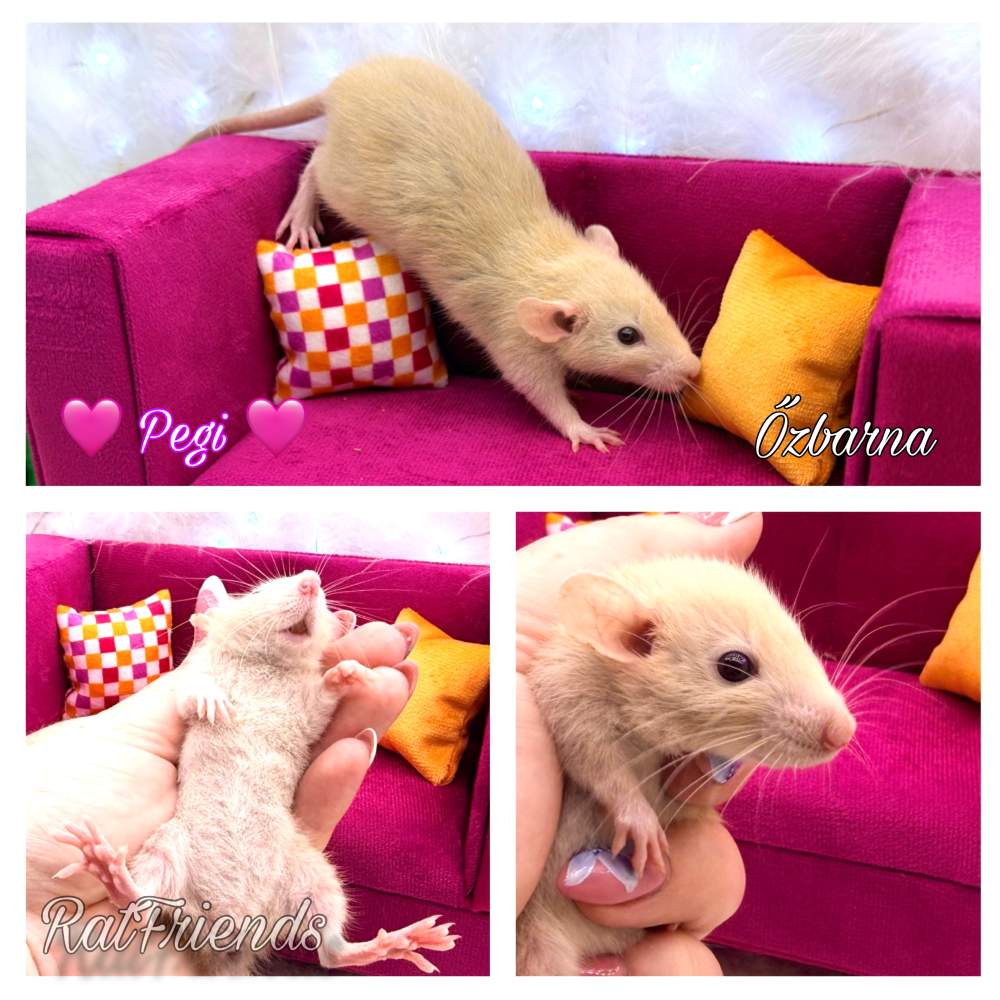 Fancy rat Available for rehoming Rattus norvegicus 