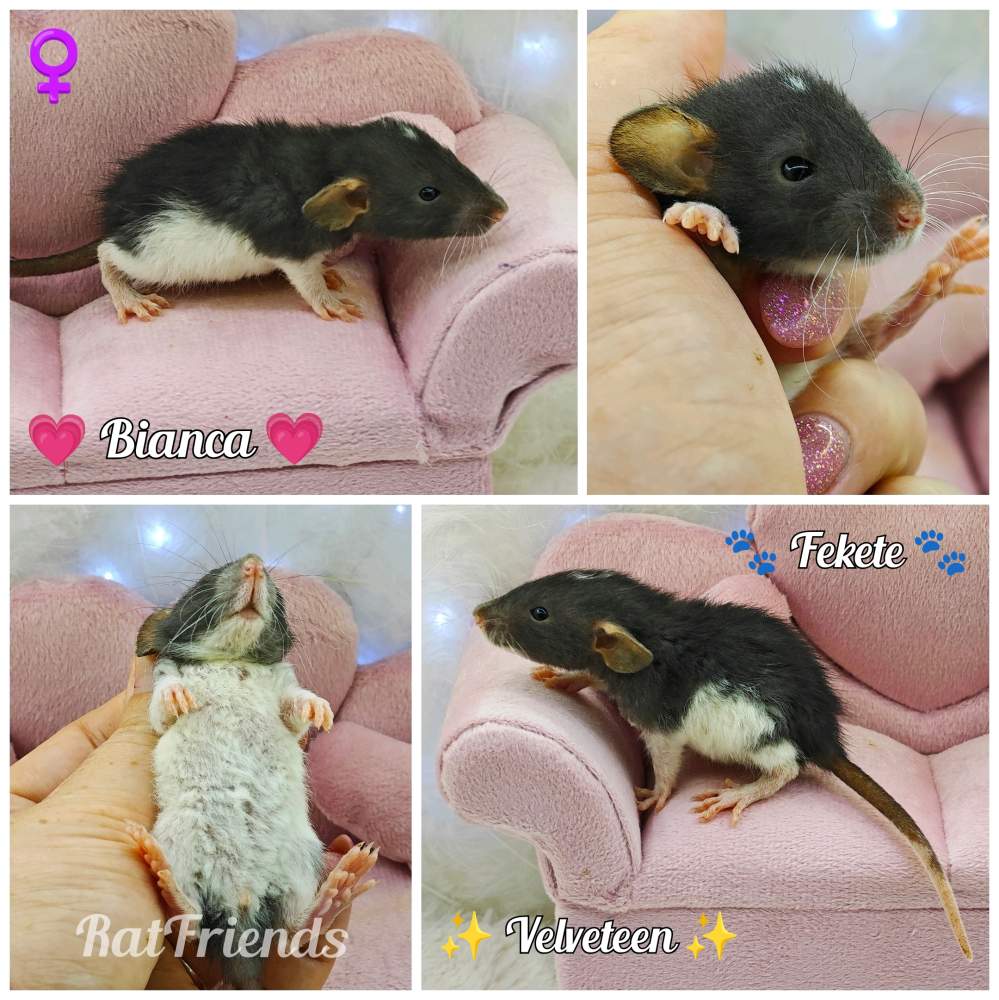 Fancy rat Available for rehoming Rattus norvegicus 