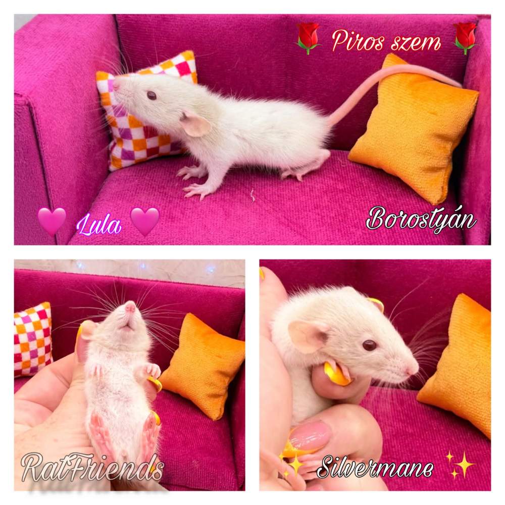 Fancy rat Available for rehoming Rattus norvegicus 