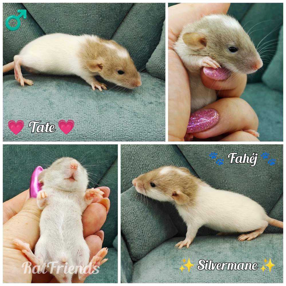 Fancy rat Owned by other Rattus norvegicus 