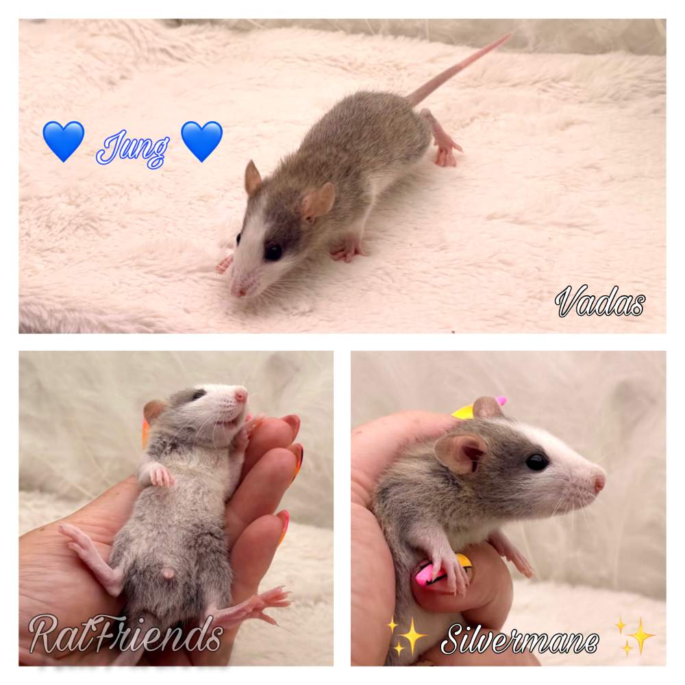Fancy rat Available for rehoming Rattus norvegicus 