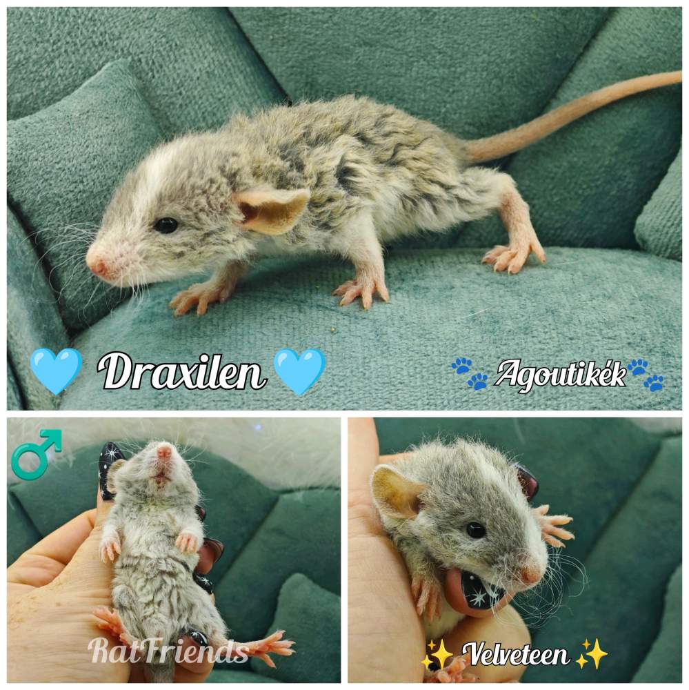 Fancy rat Available for rehoming Rattus norvegicus 