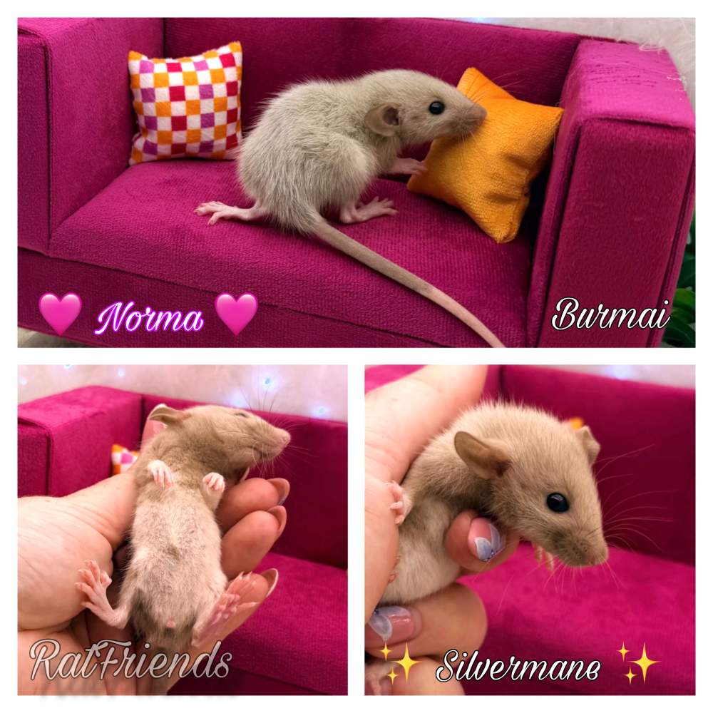 Fancy rat Available for rehoming Rattus norvegicus 