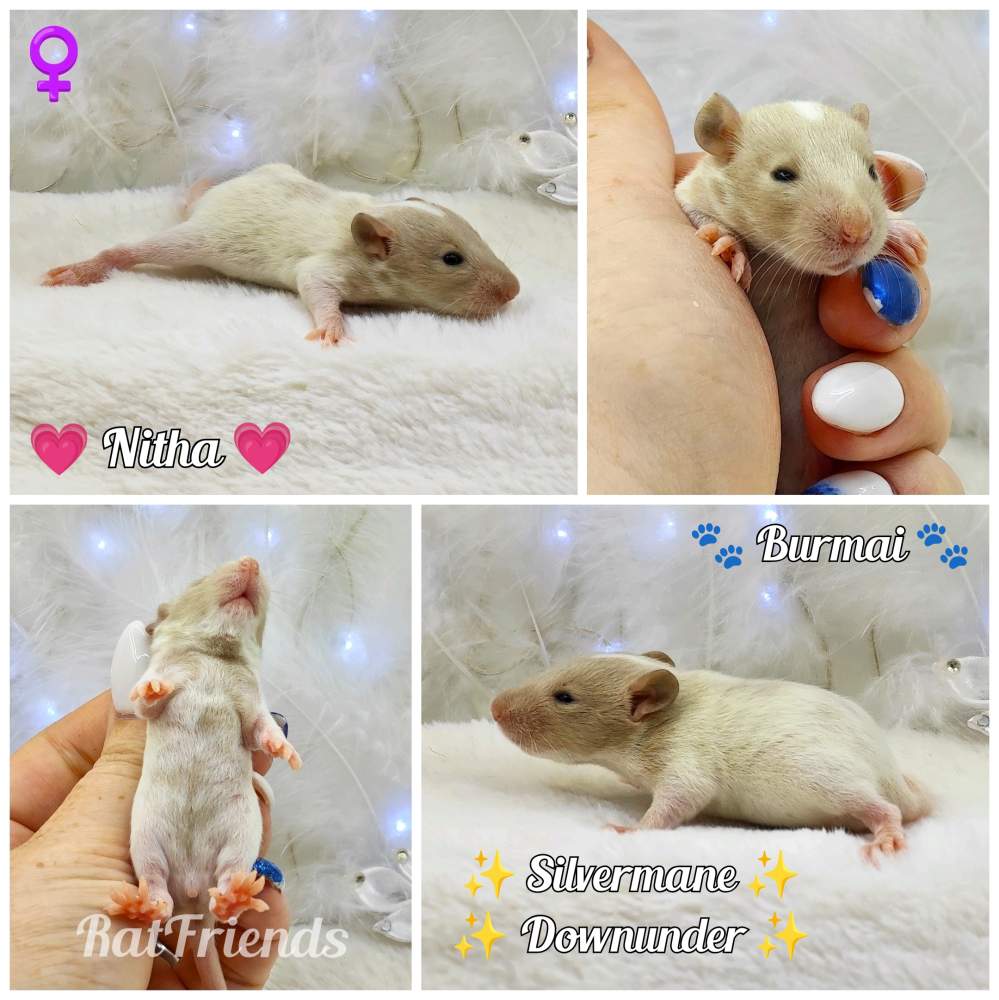 Fancy rat Owned by other Rattus norvegicus 