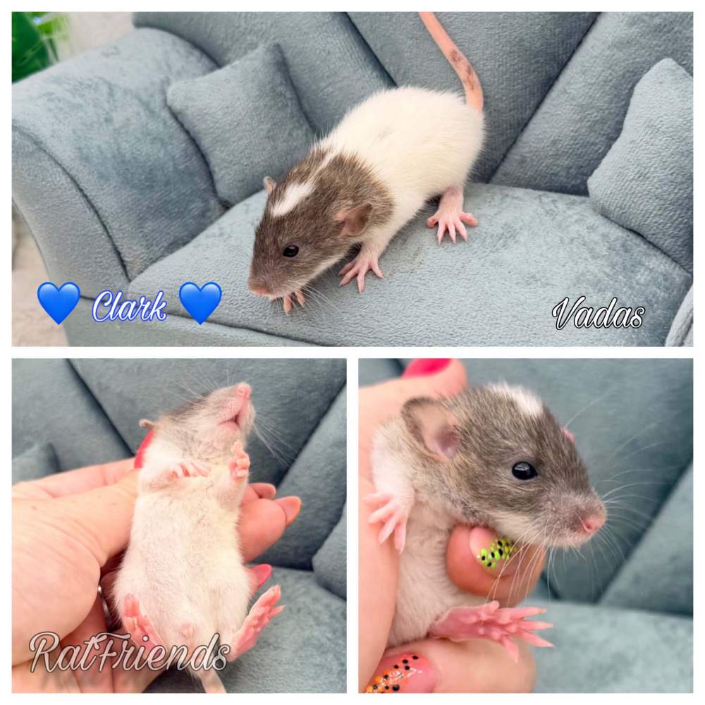 Fancy rat Available for rehoming Rattus norvegicus 