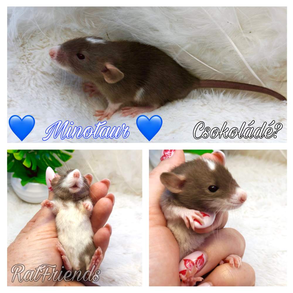 Fancy rat Breeder Rattus norvegicus 