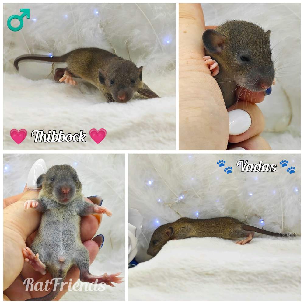 Fancy rat Owned by other Rattus norvegicus 