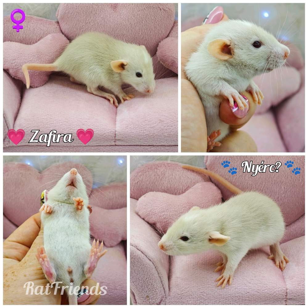 Fancy rat Available for rehoming Rattus norvegicus 