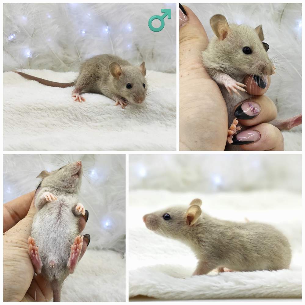 Fancy rat Breeder Rattus norvegicus 