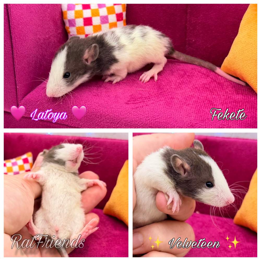 Fancy rat Breeder Rattus norvegicus 