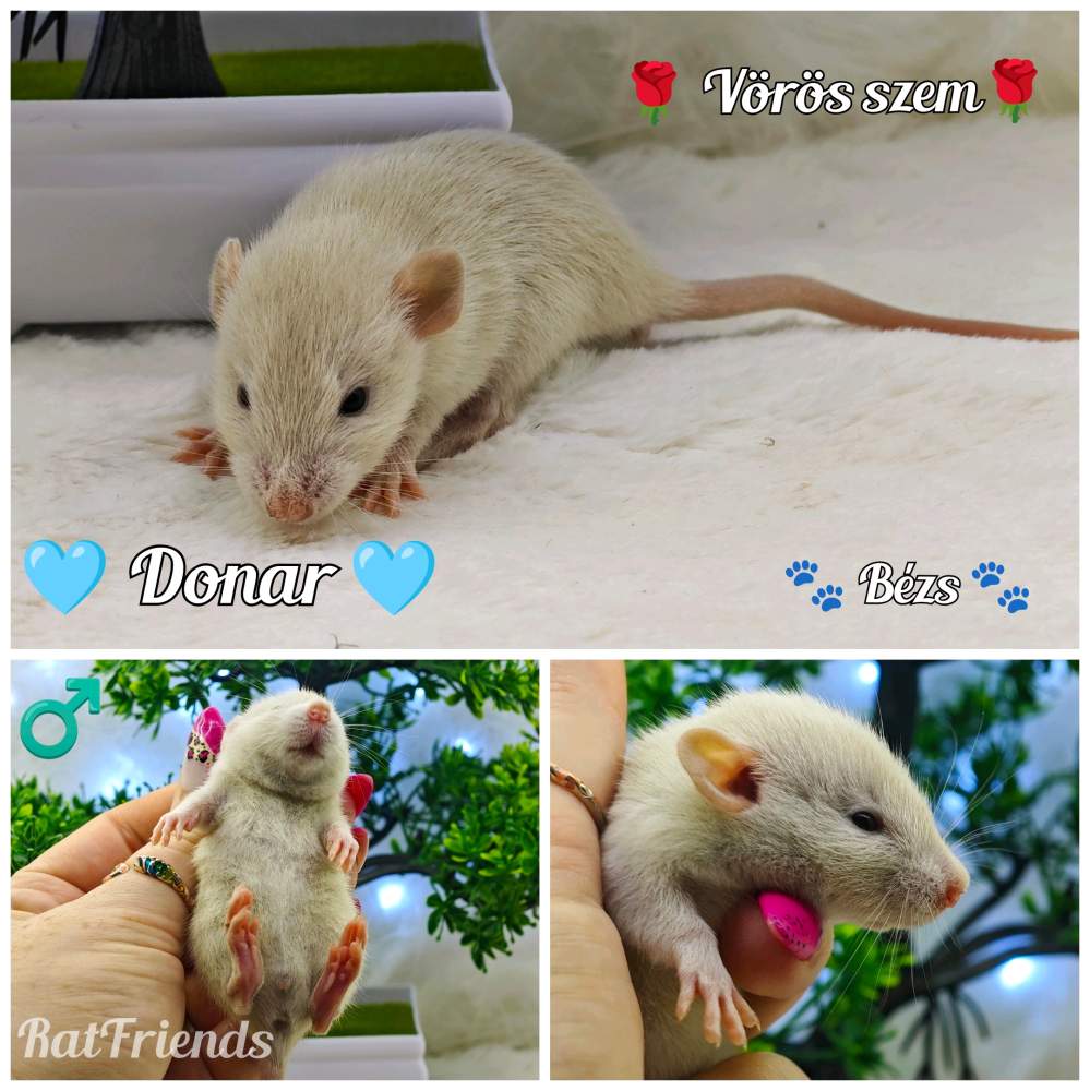 Fancy rat Available for rehoming Rattus norvegicus 