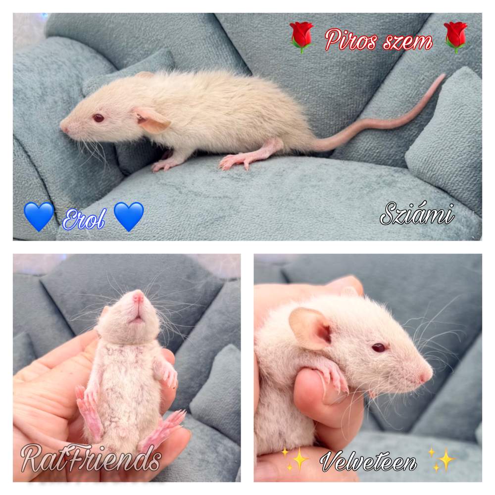 Fancy rat Available for rehoming Rattus norvegicus 