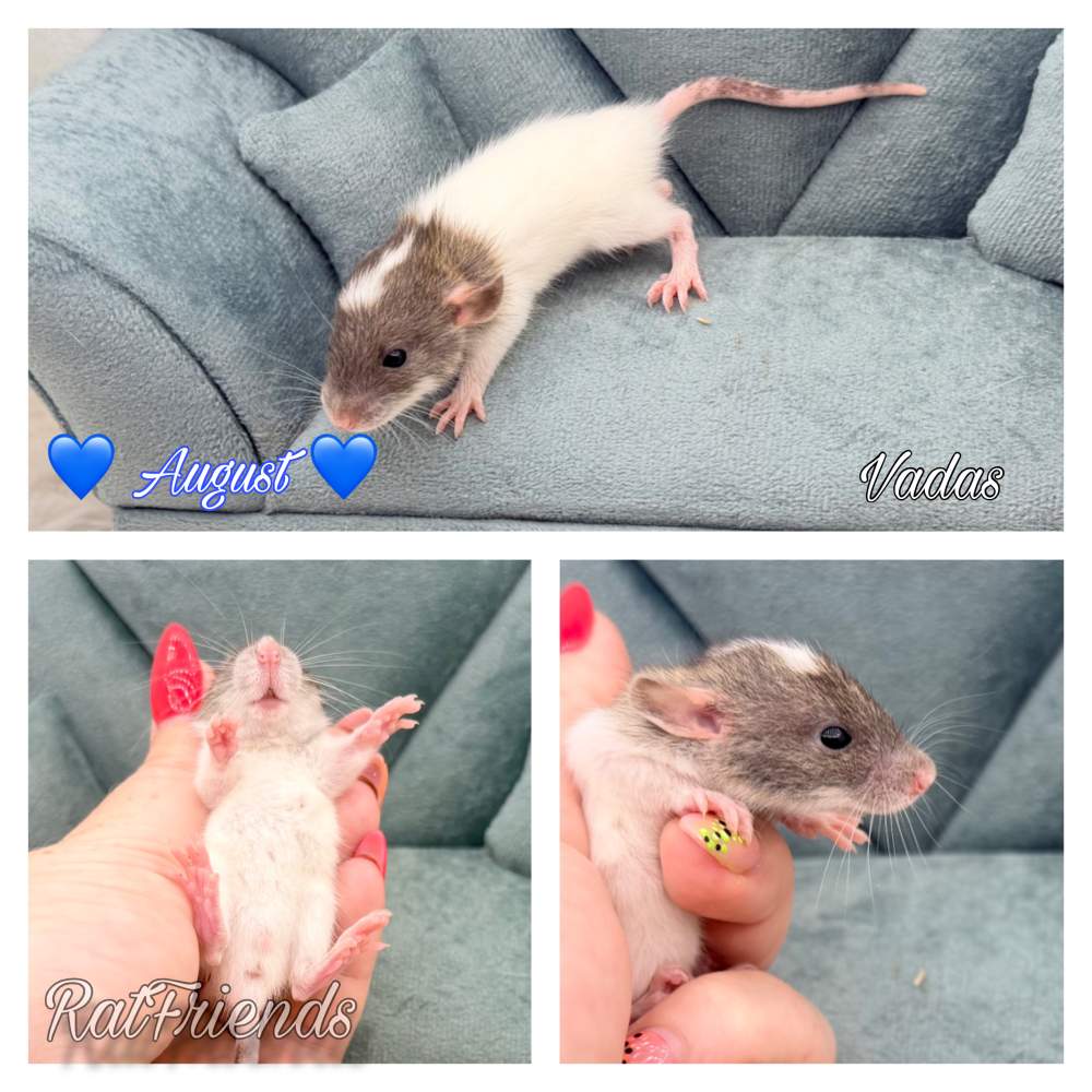Fancy rat Available for rehoming Rattus norvegicus 