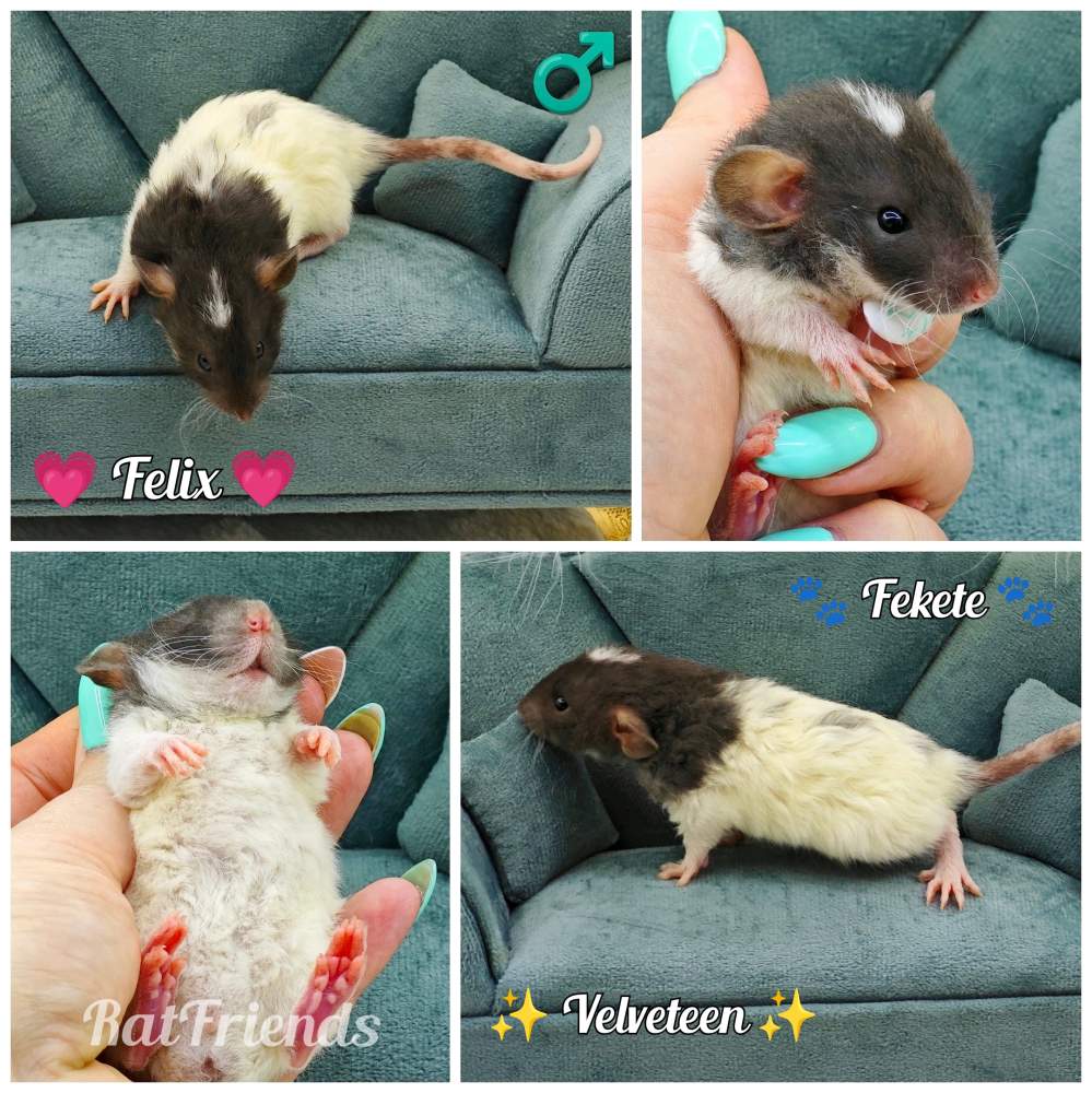 Fancy rat Rehomed Rattus norvegicus 