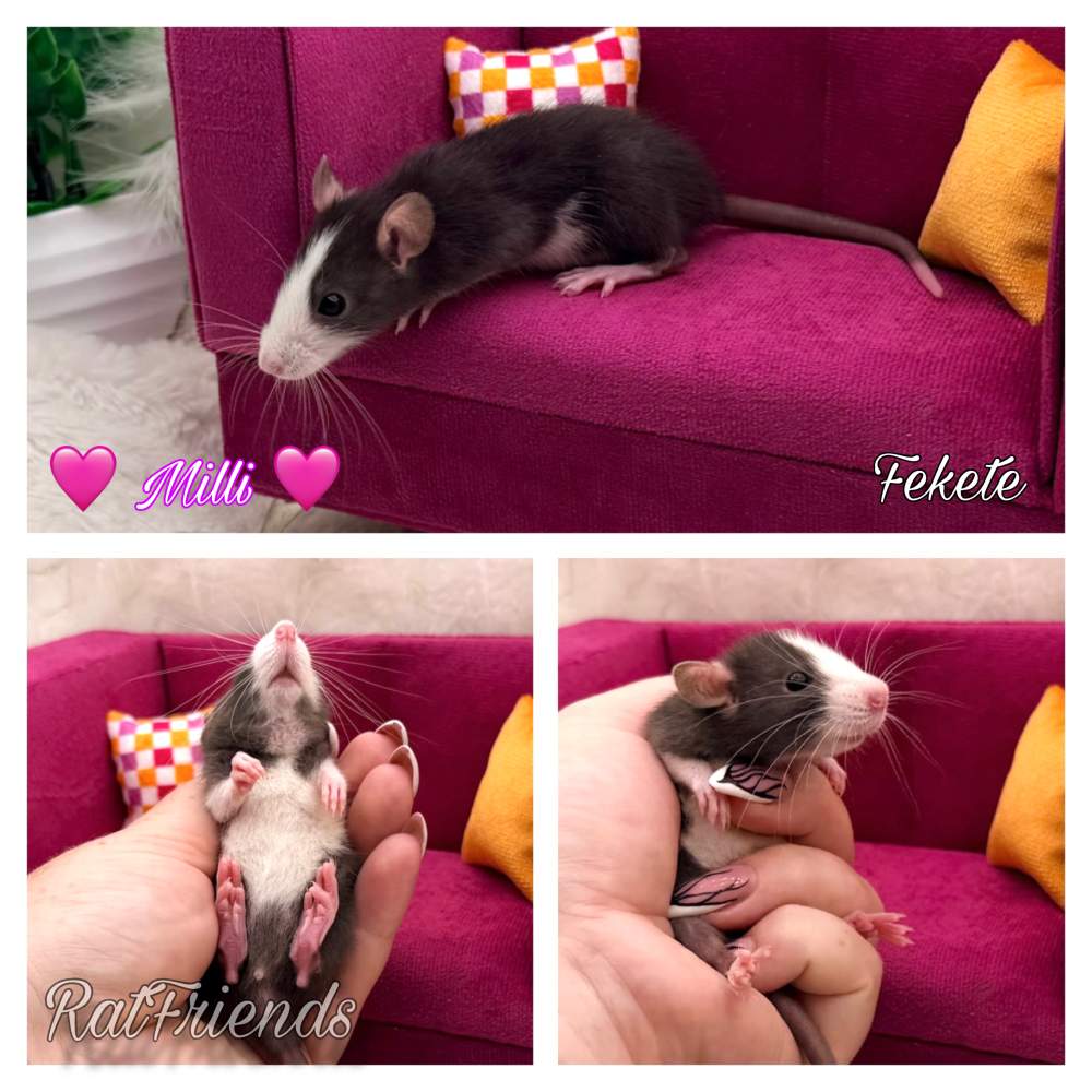 Fancy rat Available for rehoming Rattus norvegicus 