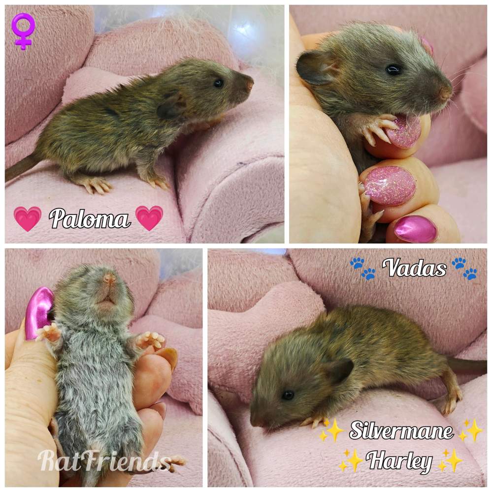 Fancy rat Owned by other Rattus norvegicus 