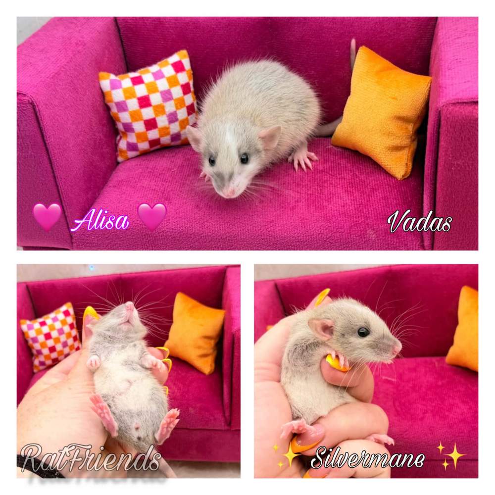 Fancy rat Available for rehoming Rattus norvegicus 