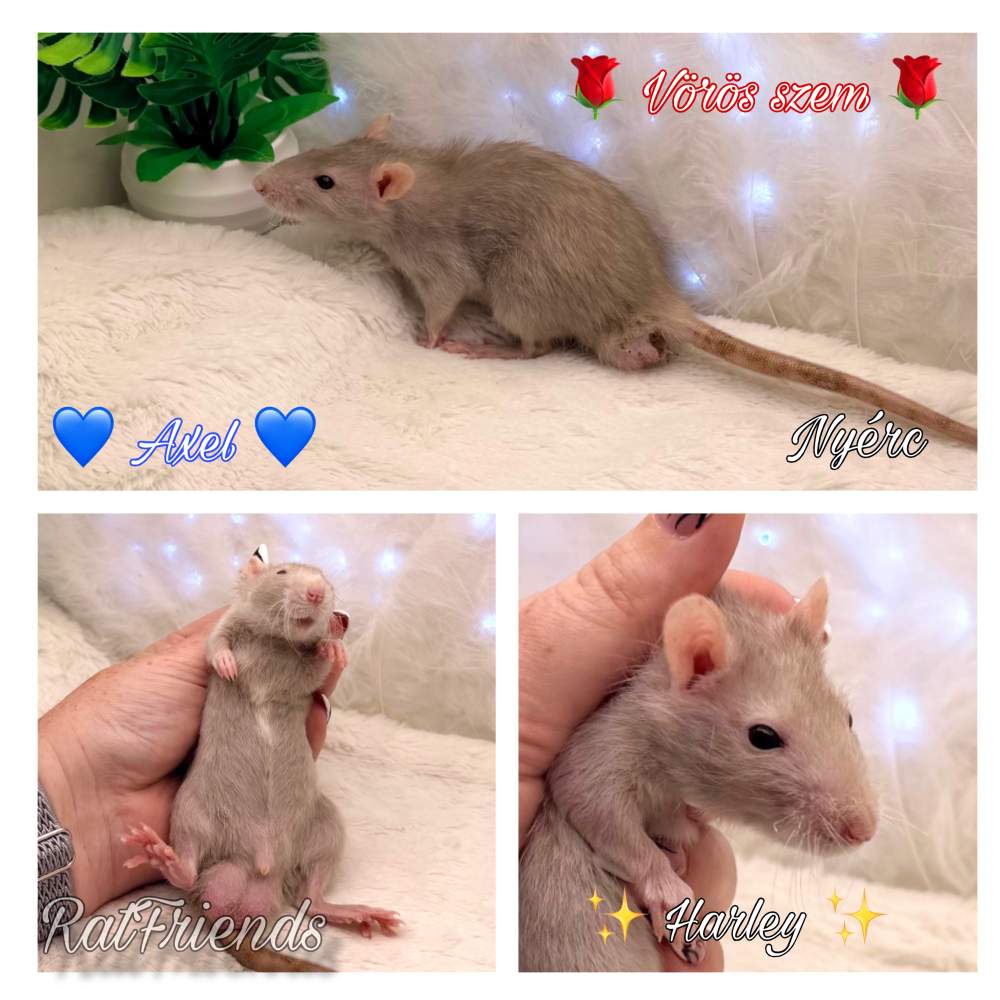 Fancy rat Available for rehoming Rattus norvegicus 
