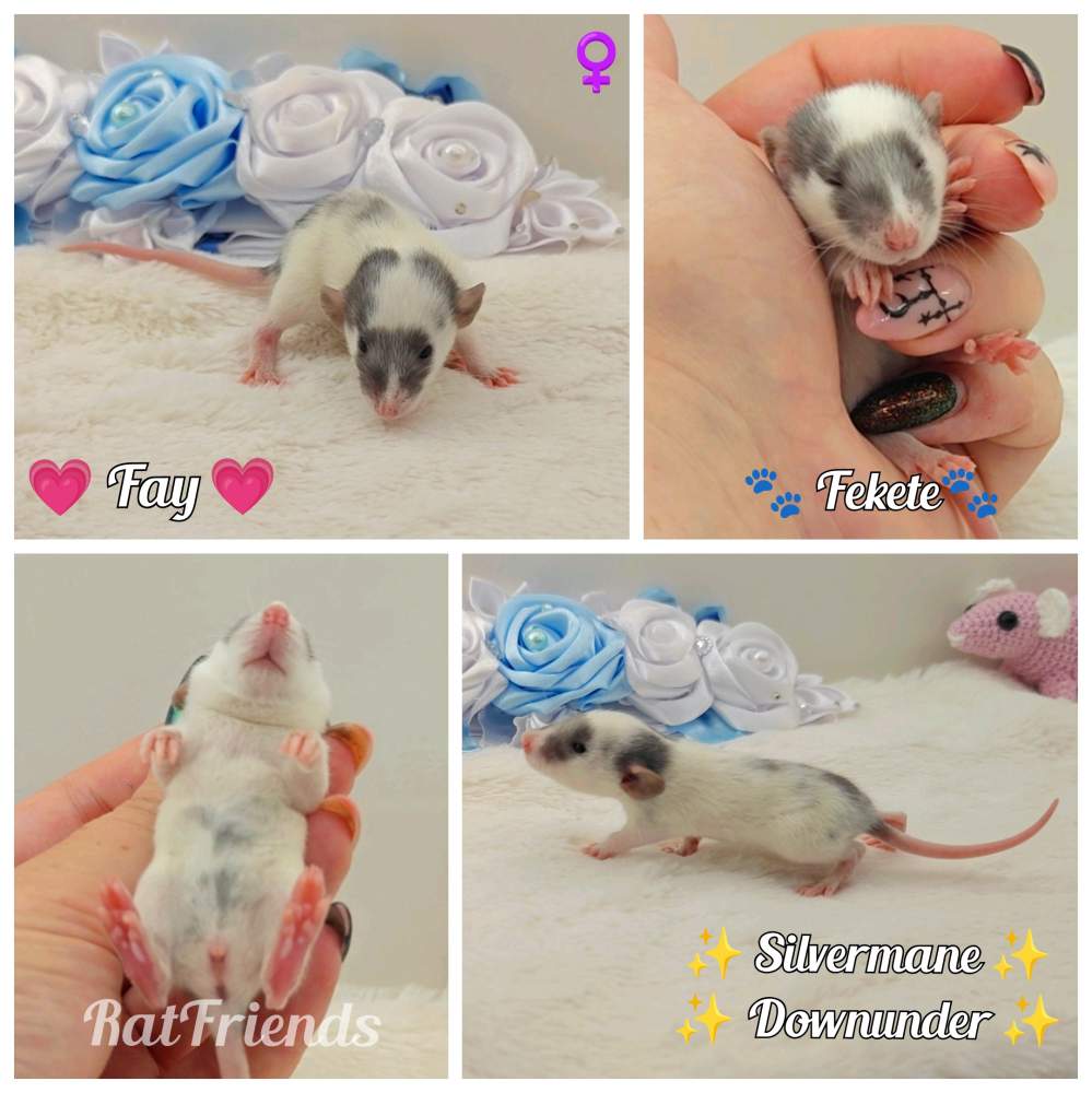 Fancy rat Owned by other Rattus norvegicus 