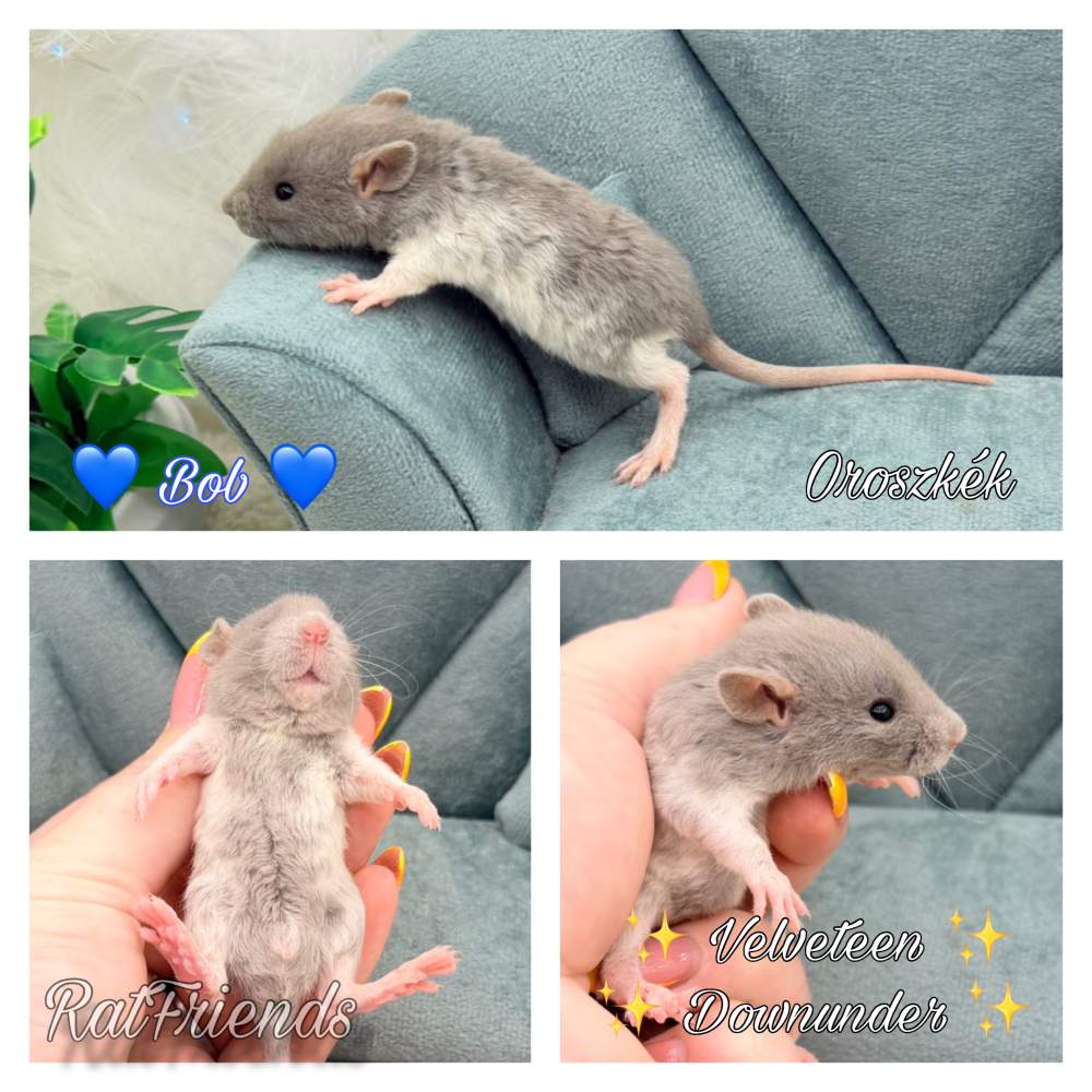 Fancy rat Available for rehoming Rattus norvegicus 