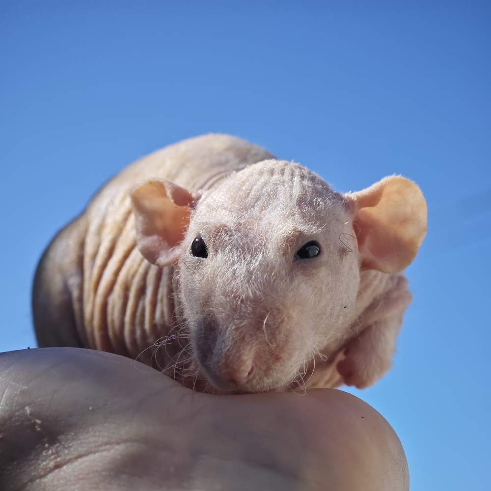 Fancy rat Breeder Rattus norvegicus 