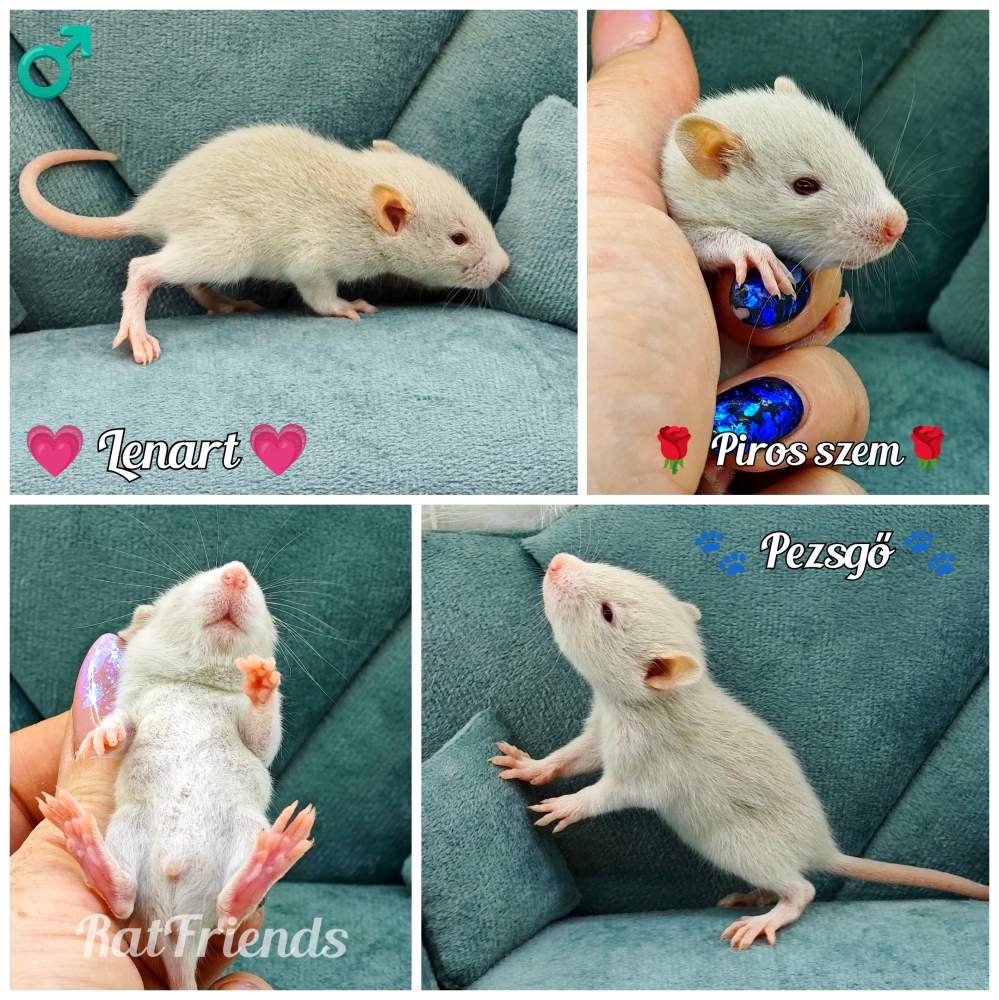 Fancy rat Owned by other Rattus norvegicus 