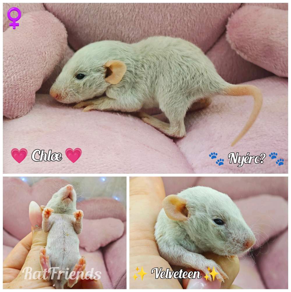 Fancy rat Available for rehoming Rattus norvegicus 