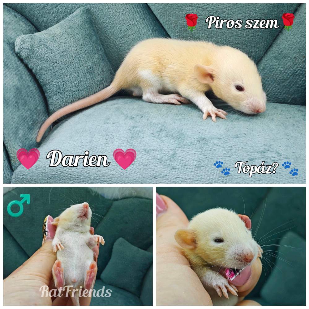 Fancy rat Breeder Rattus norvegicus 